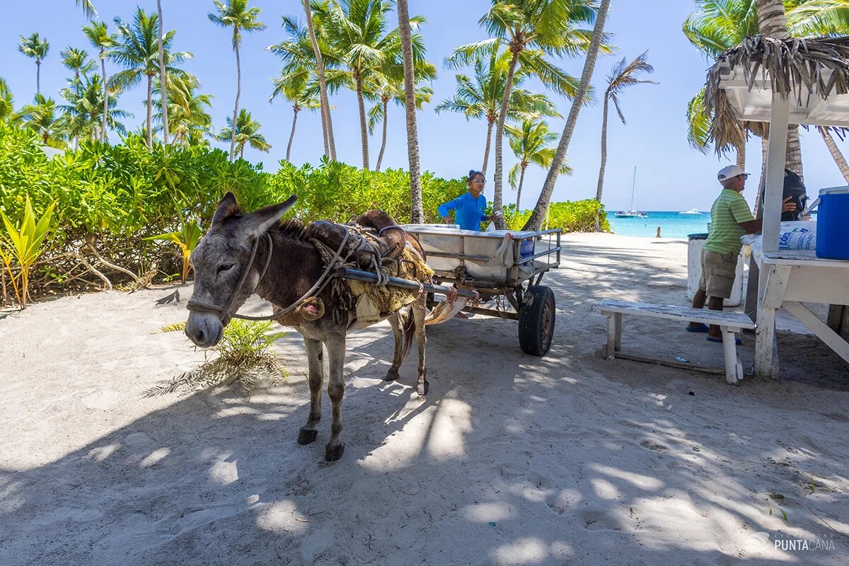 Saona - Visiting Island on your own