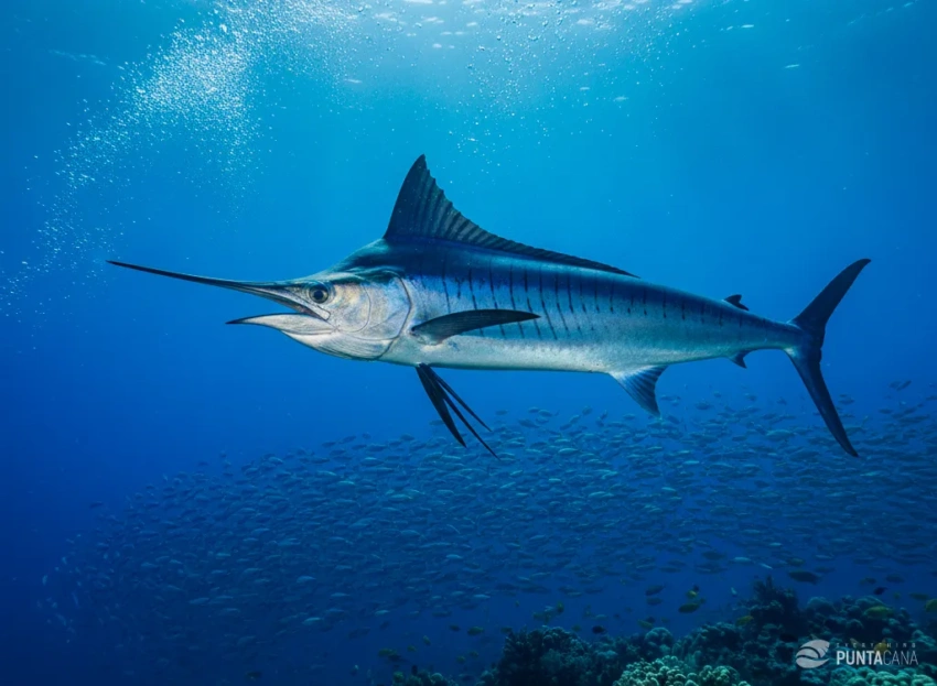 Blue Marlin