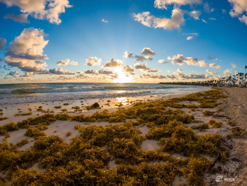 The Science Behind the 2025 Sargassum Bloom