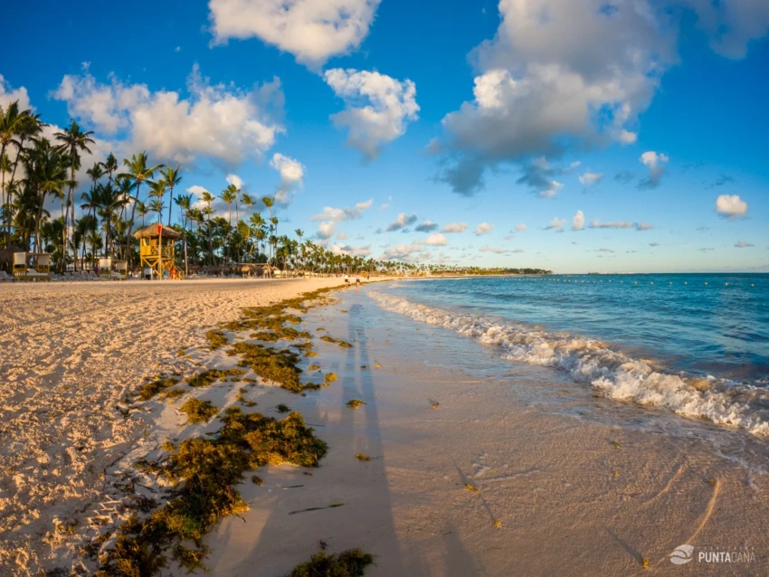 Seaweed, Punta Cana, Bavaro