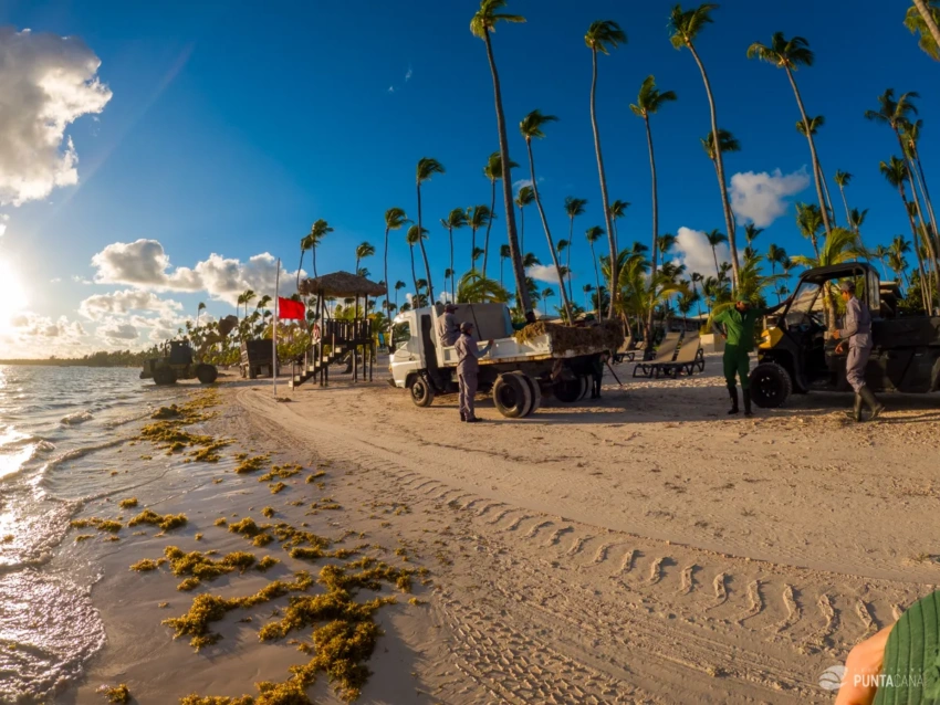 urning Seaweed into Value