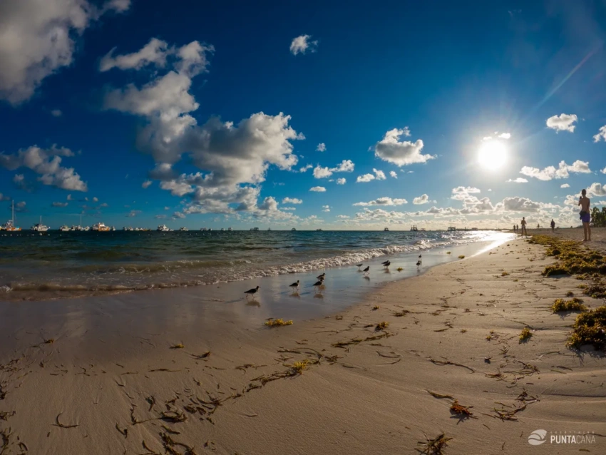 Sargassum Is a Unique and Vital Ecosystem