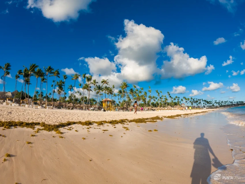 Punta Cana Seaweed