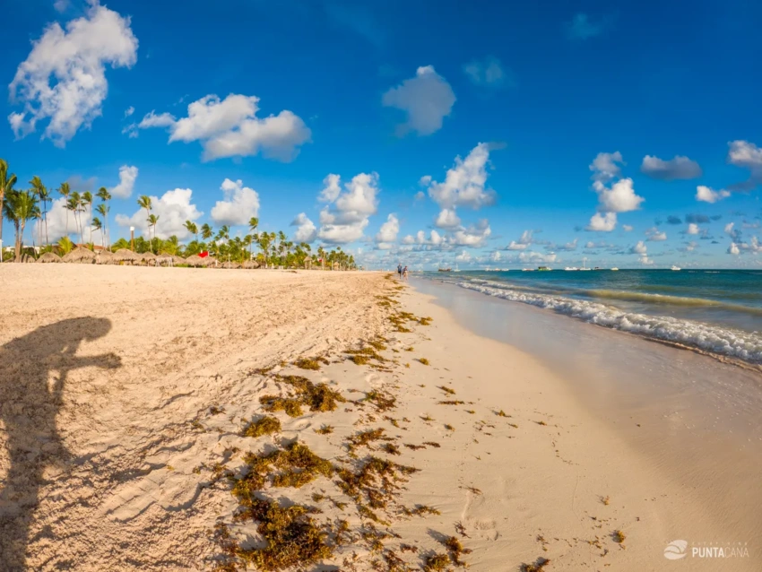 Sargassum Is Unsafe for Food Use