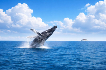 Private Whale Watching Tour from Punta Cana – Samaná, Cayo Levantado, El Limón Waterfall