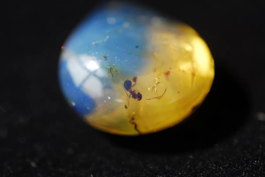 Dominican amber with inclusions Dominican amber with inclusions