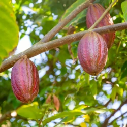 What to Bring from the Dominican Republic in 2026 – Prices, Shopping Tips & Customs Regulations