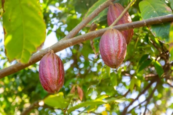 What to Bring from the Dominican Republic in 2026 – Prices, Shopping Tips & Customs Regulations