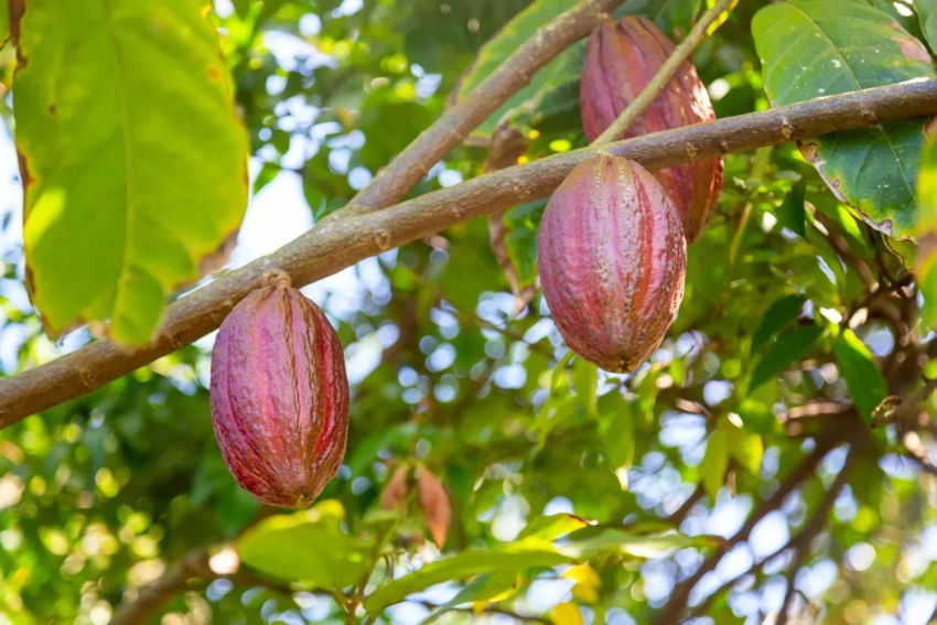 Dominican cocoa beans on a tree Dominican cocoa beans on a tree